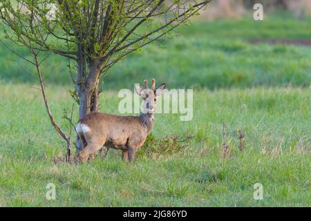 Jeune roebuck (Capreolus capreolus) dans une baste sur un pré, printemps, avril, Hesse, Allemagne, Europe Banque D'Images