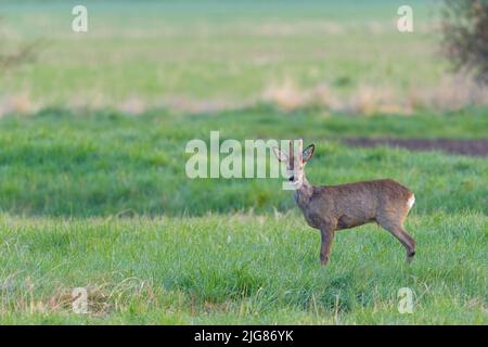 Jeune roebuck (Capreolus capreolus) dans une baste sur un pré, printemps, avril, Hesse, Allemagne, Europe Banque D'Images