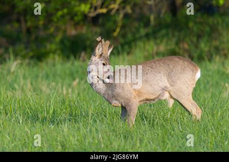 Roebuck (Capreolus capreolus) en bast sur un pré, printemps, avril, Hesse, Allemagne, Europe Banque D'Images