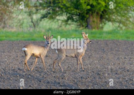 Jeunes mâles (Capriolus cabreolus) dans un baste sur un champ, printemps, avril, Hesse, Allemagne, Europe Banque D'Images