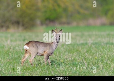 Roebuck (Capreolus capreolus) en bast sur un pré, printemps, avril, Hesse, Allemagne, Europe Banque D'Images