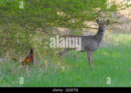 Roebuck (Capreolus capreolus) sort d'une haie, à côté d'un faisan, printemps, avril, Hesse, Allemagne, Europe Banque D'Images