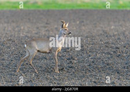 Jeune roebuck (Capriolus cabreolus) dans un baste sur un champ, printemps, avril, Hesse, Allemagne, Europe Banque D'Images