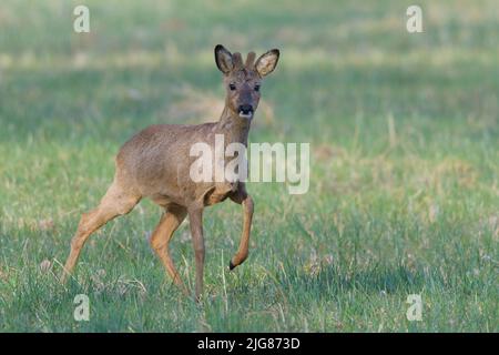 Jeune roebuck (Capreolus capreolus) dans une baste sur un pré, printemps, Hesse, Allemagne, Europe Banque D'Images