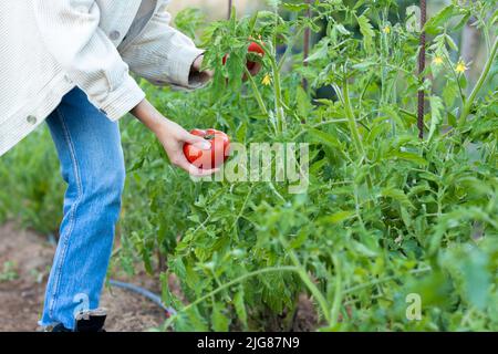 Vue de dessus d'un jeune homme en train de contouiller des tomates et de vérifier les nouvelles fleurs de l'usine en été Banque D'Images