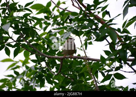 Un adorable vieux monde scinde perchée sur une branche d'arbre vert Banque D'Images