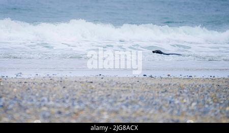 Île aux phoques gris dune Helgoland, Halichoerus grypus, Pinneberg, Helgoland, Schleswig-Holstein, Allemagne, Europe Banque D'Images