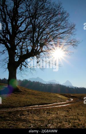 Le printemps se déplace dans le pays sur le chemin d'Eckbauer à Wamberg, en arrière-plan le Waxenstein, Zugspitze, le soleil dans le contre-jour, Allemagne, Bavière, haute-Bavière, Loisachtal, Garmisch-Partenkirchen, Banque D'Images