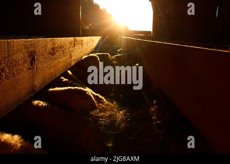 Coucher de soleil dans la berge à Wamberg, quartier de Garmisch-Partenkirchen, Werdenfelser Land, haute-Bavière, Bavière, Allemagne, printemps, Europe Banque D'Images