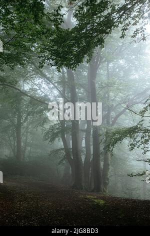 Allemagne, Rhénanie-du-Nord-Westphalie, Forêt de Teutoburg, Nebel Banque D'Images