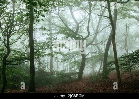 Allemagne, Rhénanie-du-Nord-Westphalie, Forêt de Teutoburg, Nebel Banque D'Images