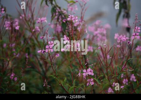 Allemagne, Rhénanie-du-Nord-Westphalie, forêt de Teutoburg, wlowherb à feuilles étroites Banque D'Images