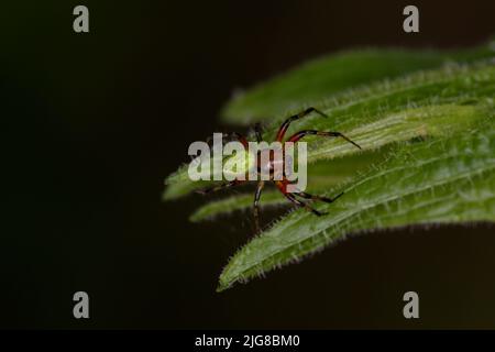 Araignée verte concombre mâle (Araniella cucurbitina) Banque D'Images