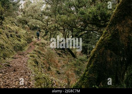 Une jeune femme marchant dans la forêt de Fanal pleine de beaux arbres, île de Madère, Portugal Banque D'Images
