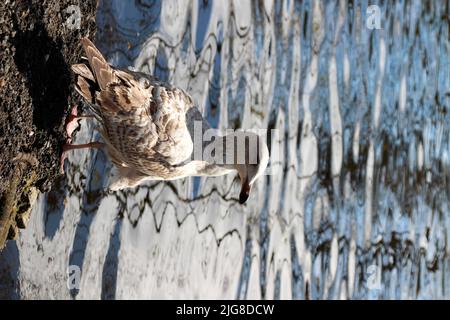 Seagull sur la jetée, plage, lac, gros plan, portrait d'un mouette, parc de la ville verte de St. Stephen's, Dublin, Irlande Banque D'Images