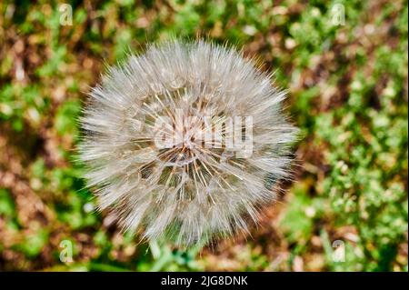 Photo macro de la tête d'un pissenlit (genre Taraxacum) au soleil, devant un pré flou. Banque D'Images
