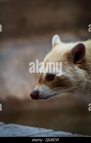 Un cliché vertical d'un raton laveur dans la verdure Banque D'Images