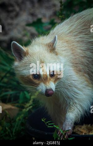 Un cliché vertical d'un raton laveur dans la verdure Banque D'Images