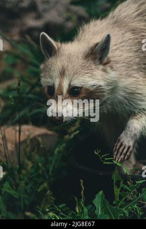 Un cliché vertical d'un raton laveur dans la verdure Banque D'Images