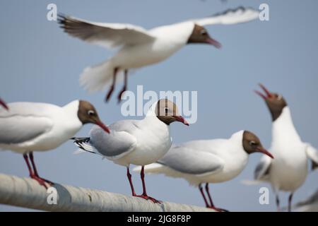 Europe, Allemagne, Schleswig-Holstein, Hallig Hooge, tête noire, Larus ridibundus, plusieurs Banque D'Images