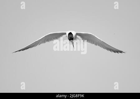 Europe, Allemagne, Schleswig-Holstein, Hallig Hooge, Tern commun, Sterna hirundo, en vol Banque D'Images