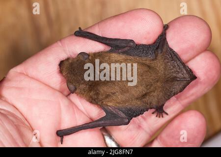 Chauve-souris, chauve-souris, Pipistrellus pygmaeus, en main Banque D'Images