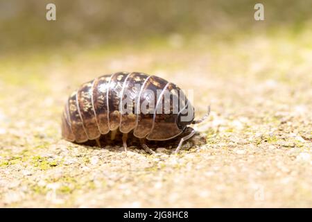 Woodlose, isopode marchant sur le terrain, macrophotographie, gros plan en Europe Banque D'Images