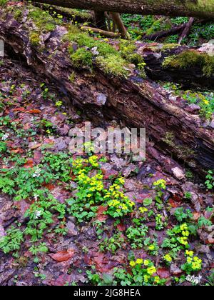 Europe, Allemagne, Hesse, Westerwald, Lahn-Dill-Bergland, Geopark Westerwald-Lahn-Taunus, Lahn-Dill-Kreis, Westerwaldsteig, Breitscheid, réserve naturelle 'Gasseschlucht', Bois mort entre Hohlen Lerchensporn et Wechselblättrigem Milzkraut dans la forêt de gorges Banque D'Images