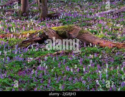 Europe, Allemagne, Hesse, Westerwald, Lahn-Dill-Bergland, Geopark Westerwald-Lahn-Taunus, Lahn-Dill-Kreis, Westerwaldsteig, Breitscheid, source dans la réserve naturelle 'Gasseschlucht', forêt de gorges aux fleurs anciennes et bois mort, fleurs du larkspur creux Banque D'Images