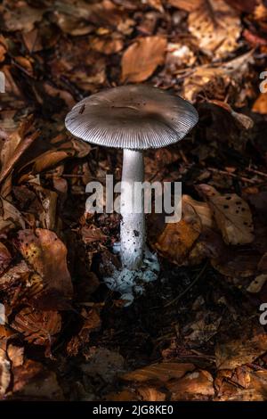 Amanita vaginata, communément connue sous le nom de Grisette ou de Grisette amanita. Champignons comestibles de la famille des Amanitaceae. Banque D'Images