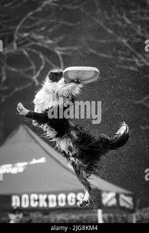 Un cliché vertical noir et blanc d'un chien de bordure de collie sautant dans l'air avec un jouet dans sa bouche Banque D'Images