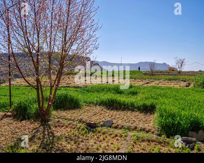 Promenez-vous dans le village de montagne d'Al Ain, Oman. Banque D'Images