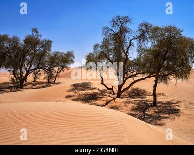 Sur la route dans les dunes du RUB-al-Kali, Oman. Banque D'Images