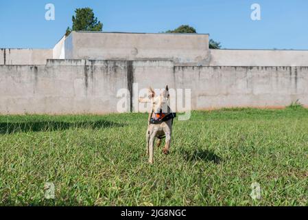 Joyeux chien à poil court qui court sur la pelouse avec une balle dans la bouche lors d'une belle journée ensoleillée. Chien brésilien typique de couleur caramel mutt. Banque D'Images