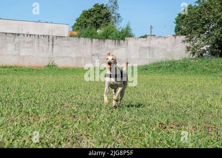 Joyeux chien à poil court qui court sur la pelouse avec une balle dans la bouche lors d'une belle journée ensoleillée. Chien brésilien typique de couleur caramel mutt. Banque D'Images