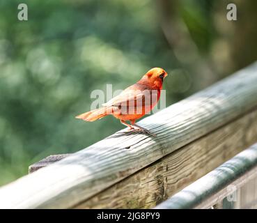 Photo sélective d'un cardinal rouge perché sur une clôture en bois Banque D'Images