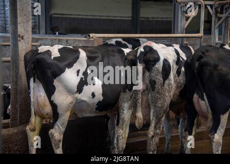 Vaches de derrière, vaches laitières, étable de bétail, Allemagne Banque D'Images