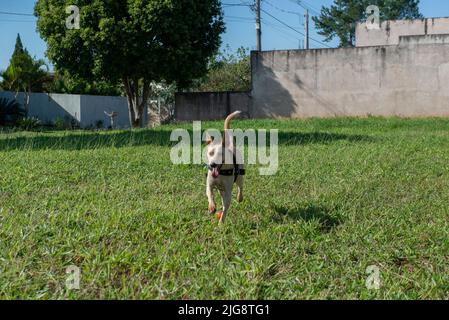 Joyeux chien à poil court qui court sur la pelouse avec une balle dans la bouche lors d'une belle journée ensoleillée. Chien brésilien typique de couleur caramel mutt. Banque D'Images