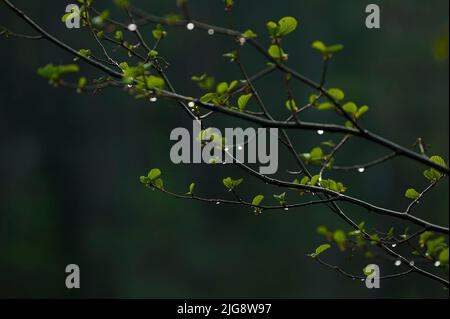 Jeunes feuilles vert clair d'aulne au printemps, goutte d'eau, Parc naturel du Pfälzerwald, Réserve de biosphère du Pfälzerwald-Nordvogesen, Rhénanie-Palatinat, Allemagne Banque D'Images