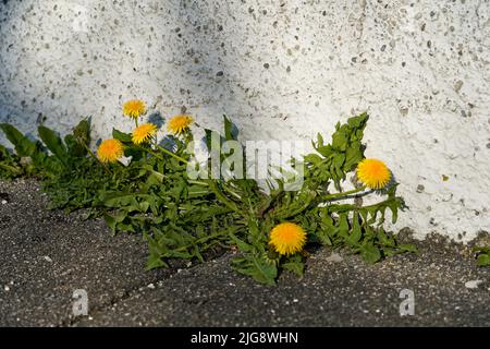 Allemagne, Bavière, rue, trottoir, mauvaises herbes, pissenlit, croissant à travers la fissure murale Banque D'Images