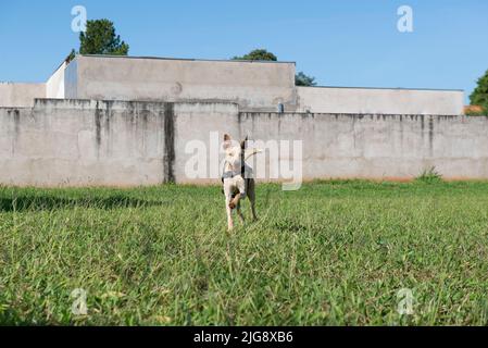 Joyeux chien à poil court qui court sur la pelouse avec une balle dans la bouche lors d'une belle journée ensoleillée. Chien brésilien typique de couleur caramel mutt. Banque D'Images