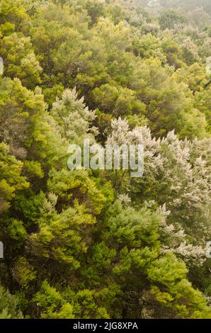 Forêt d'Evergreen dans le parc national de Garajonay. La Gomera. Îles Canaries. Espagne. Banque D'Images