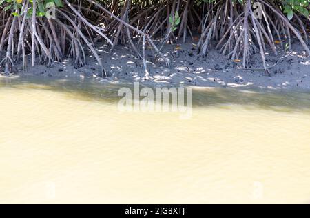 Mangroves sur la rivière Khao Daeng, parc national Khao Sam Roi Yot, province de Prachuap Khiri Khan, Thaïlande, Asie Banque D'Images