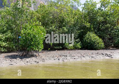 Mangroves sur la rivière Khao Daeng, parc national Khao Sam Roi Yot, province de Prachuap Khiri Khan, Thaïlande, Asie Banque D'Images