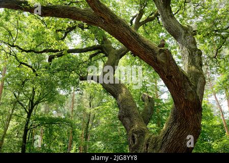 Europe, Allemagne, Rhénanie-du-Nord-Westphalie, Stockheim, Stockheimer Wald, Arbre, chêne, Quercus, chêne lady, flèche de couverture, 500 à 600 ans, vert, printemps, linger, repos, positif Banque D'Images