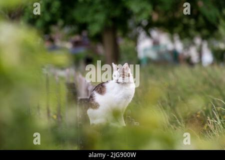 Le chat se cache sur un poste de clôture Banque D'Images
