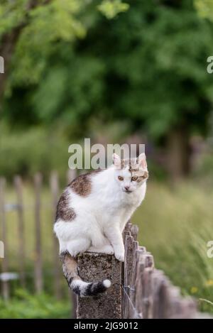Le chat se cache sur un poste de clôture Banque D'Images