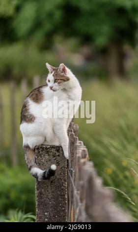 Le chat se cache sur un poste de clôture Banque D'Images