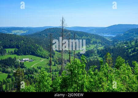 Allemagne, Bade-Wurtemberg, Forêt Noire, vue sur Schluchsee avec des conifères morts. Banque D'Images