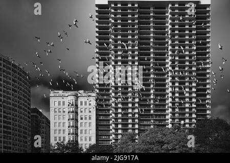 Bâtiments de Chicago avec pigeons en vol Banque D'Images